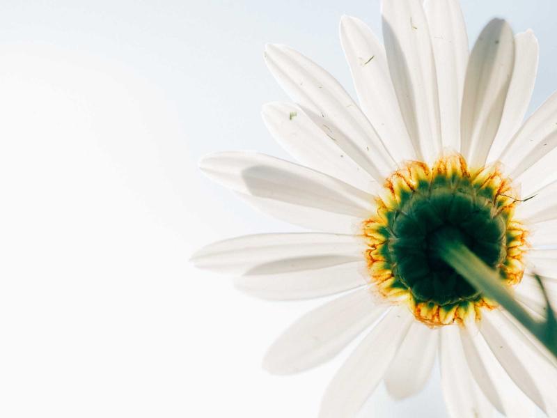 新艺术运动<br>ujcbtdu.cn 穆夏少女海报